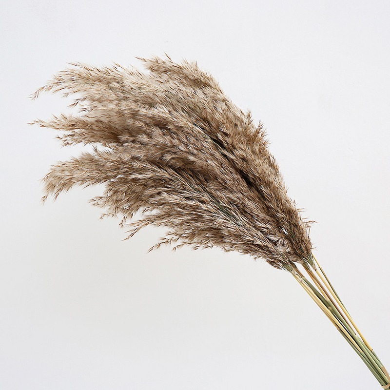 10 قطع من أعشاب البامباس الطبي - مراجعة Dried Flower Bouquet وسعره