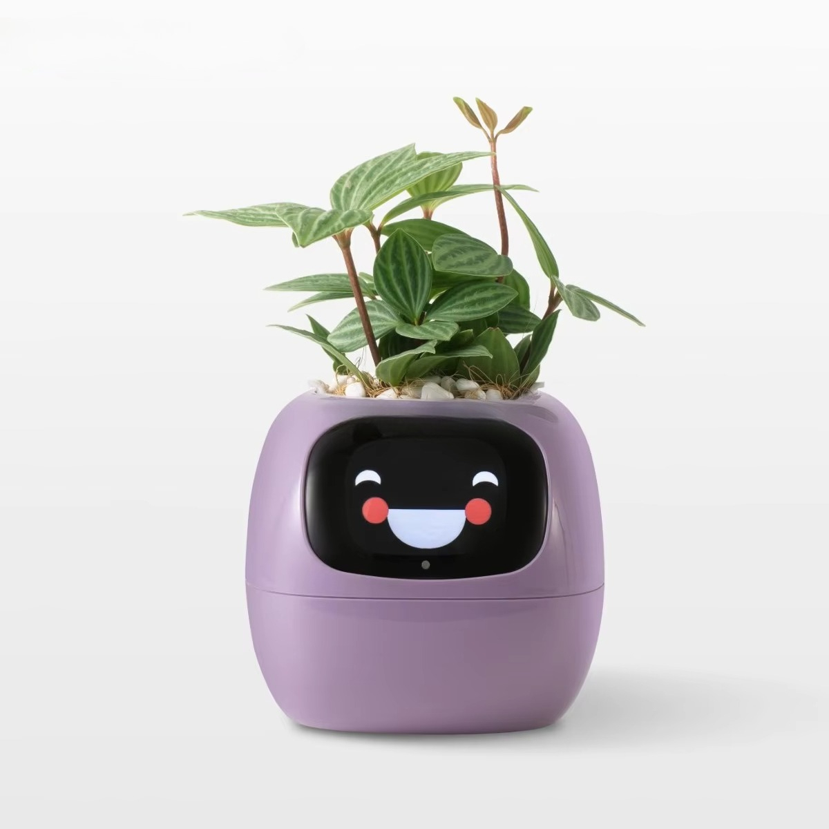 جهاز YY Wifi Ai Planter للتذكي - مراجعة Home Decor Ai Free وسعره